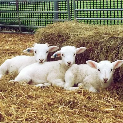 Wiltshire Horn Sheep