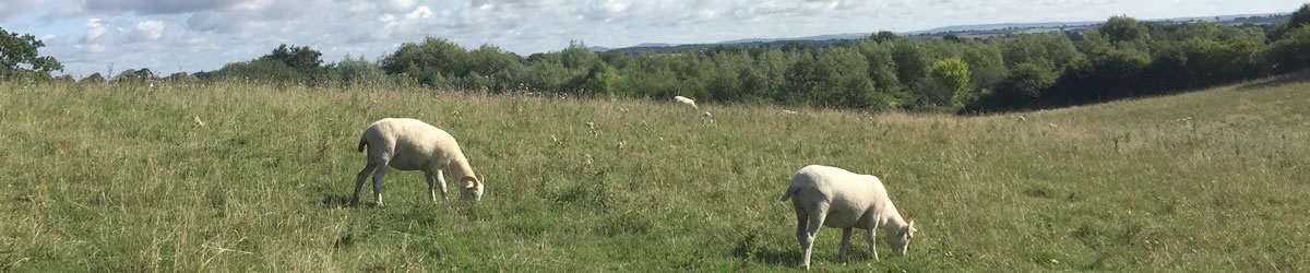 Wiltshire Horn Sheep