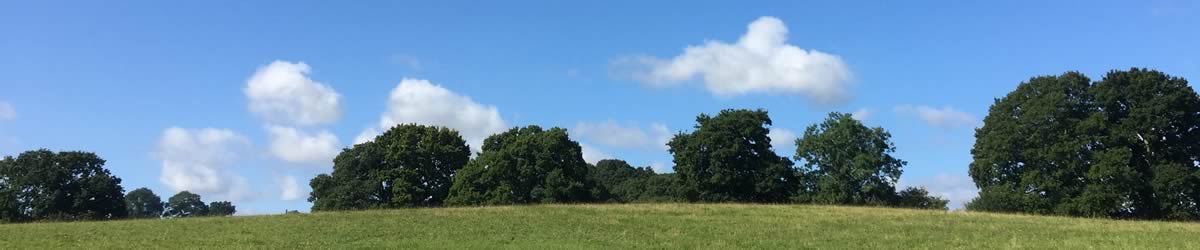 Wiltshire Horn Sheep