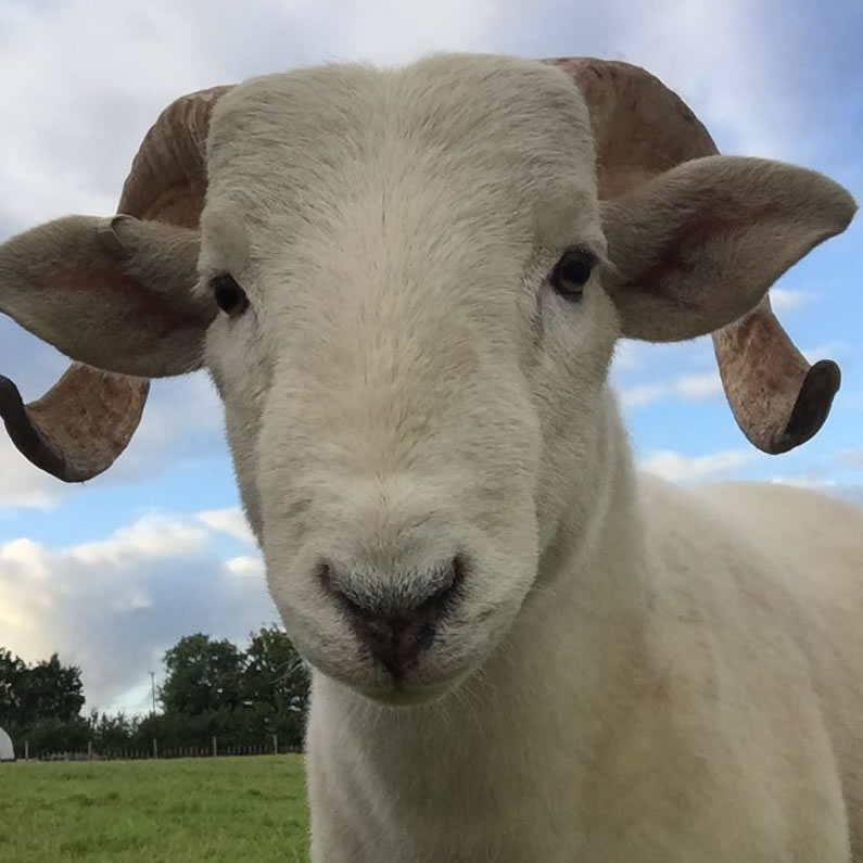 Wiltshire Horn Sheep