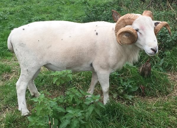 Wiltshire Horn Sheep